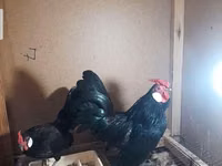 Chickens — 照片 5