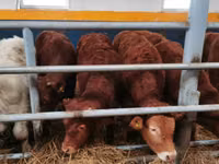 Rinder (Partie, Geschlecht nicht angegeben), Limousin-Kuh — Foto 3