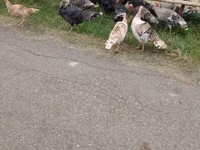 Turkeys — photo 5