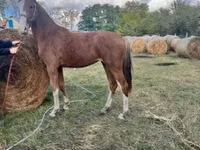 Mare, Dutch warmblood horse — photo 5
