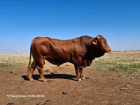 Bull, Bifmaster — photo 5