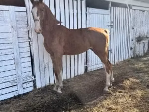 घोड़ी, Dutch warmblood horse