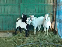 Billy Goat, Saanen goat — photo 5