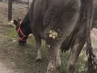 Cow, Alatau breed — photo 4