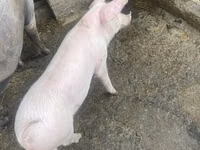 Boar — photo 1