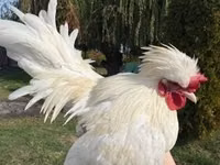 Chickens — 照片 4