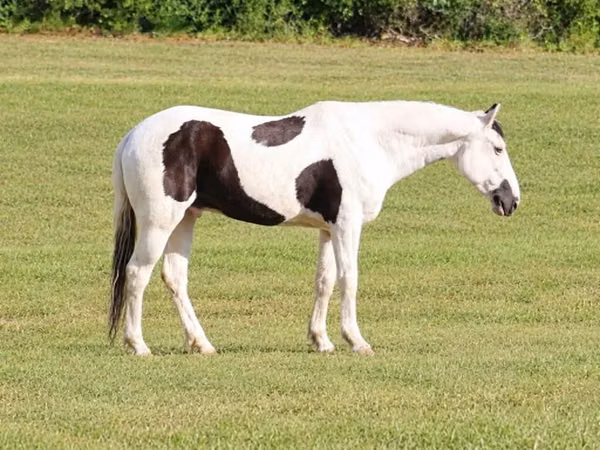 Horse (M), American paint horse