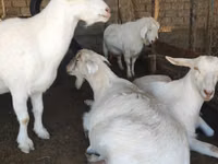 Ziege, Saanen goat — Foto 3