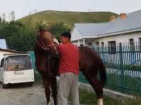 Hengst, Karabair horse — Foto 8