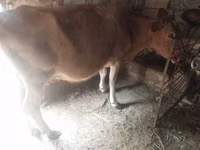 Vaca, Ganado vacuno — foto 4