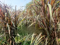 Australian Red Napier Fodder for Livestock - 20 Cuttings — foto 3