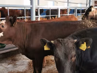 Rinder (Partie, Geschlecht nicht angegeben), Simmental cattle — Foto 6