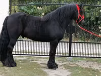 Hengst, Fell pony — Foto 5