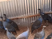 Guinea fowl — Foto 2
