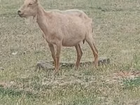 Billy Goat, Alpine goat — photo 1