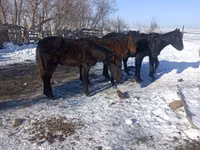 Horse (M), Yakutian horse — photo 2