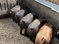 Pigs (batch, sex not specified) — photo 5