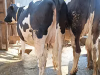 Cow, Holstein breed — photo 3