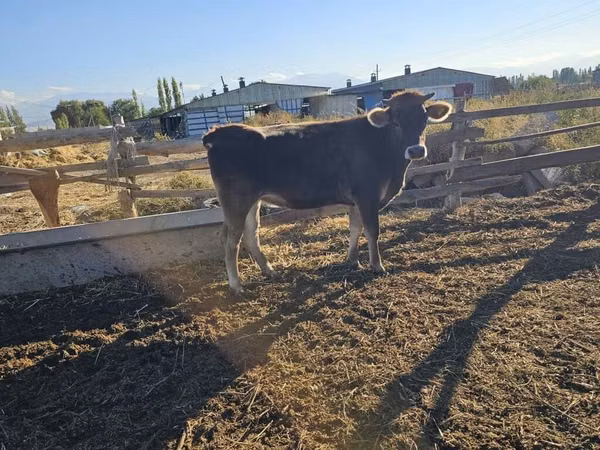 Cow, Swiss cattle