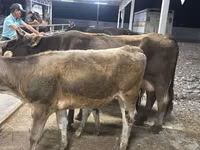 गाय, Ukrainian Brown Dairy Cattle — फ़ोटो 3