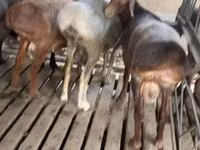 मेढ़ा, भेड़ — फ़ोटो 3