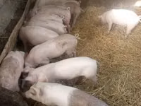 母猪, Pigs — 照片 4