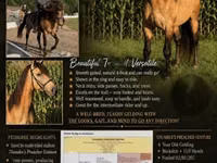 Horse (M), Rocky Mountain Horse — photo 1