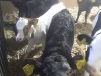 मवेशी (लॉट, लिंग निर्दिष्ट नहीं), Simmental cattle — फ़ोटो 3