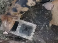 猪（批次，未指定性别）, Pigs — 照片 3