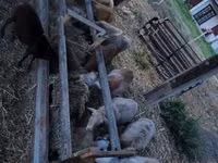मेढ़ा, Cameroon sheep — फ़ोटो 2
