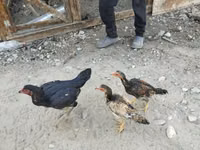 Chickens — photo 2