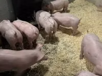 Schweine (Partie, Geschlecht nicht angegeben) — Foto 4