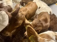 Cow, Cattle — photo 1