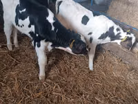 Toro, Russian Black pied cattle — foto 6