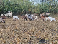 Ziege, Ziegen — Foto 4