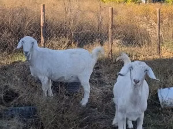 Cabras (lote, sexo no especificado), Cabras