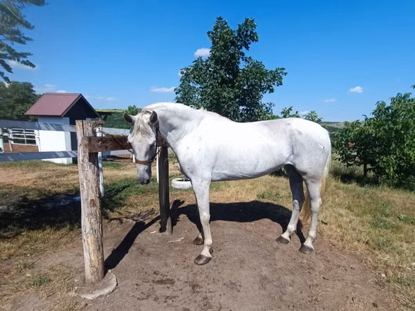 Mare, Orlov Trotter
