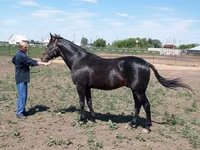 Horse (M), Standardbred — photo 4