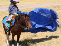 Hengst, Pinto horses — Foto 6