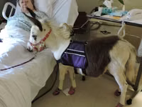 母马, Miniature horse — 照片 1
