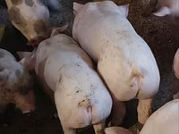 Boar, Pigs — photo 1