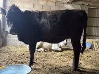 Vaca, Swiss cattle — foto 3