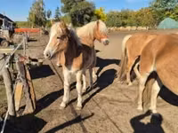 Stute, Haflinger — Foto 2