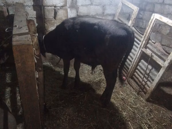 Toro, Aberdeen-Angus