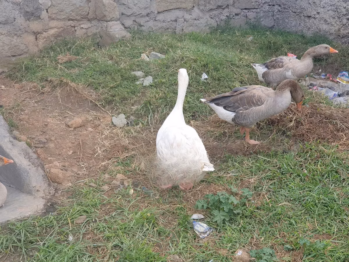 Mature Goose