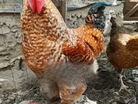 Shamo chickens — photo 1