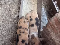 Cerdos (lote, sexo no especificado), Cerdos — foto 6