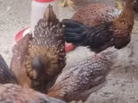 Chickens — photo 3