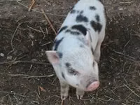 Boar, Pigs — photo 2