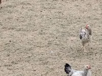 Gallina checa dorada veteada — foto 3